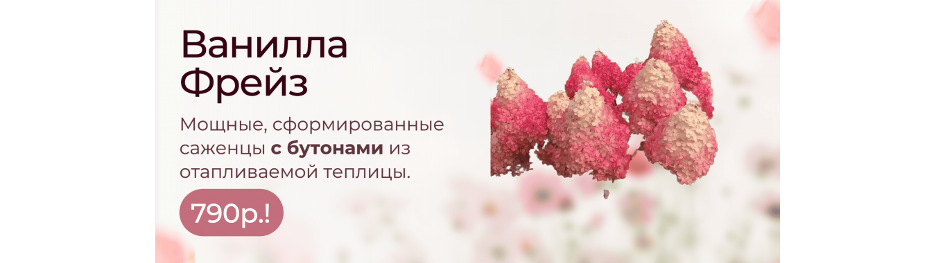 Ванилла Фрейз